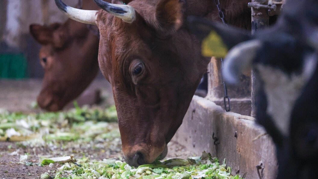    фото: Shatokhina Natalia/news.ru