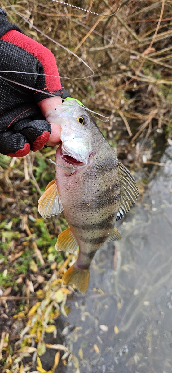 Фото для красоты, не всегда же я рыбу сливал
