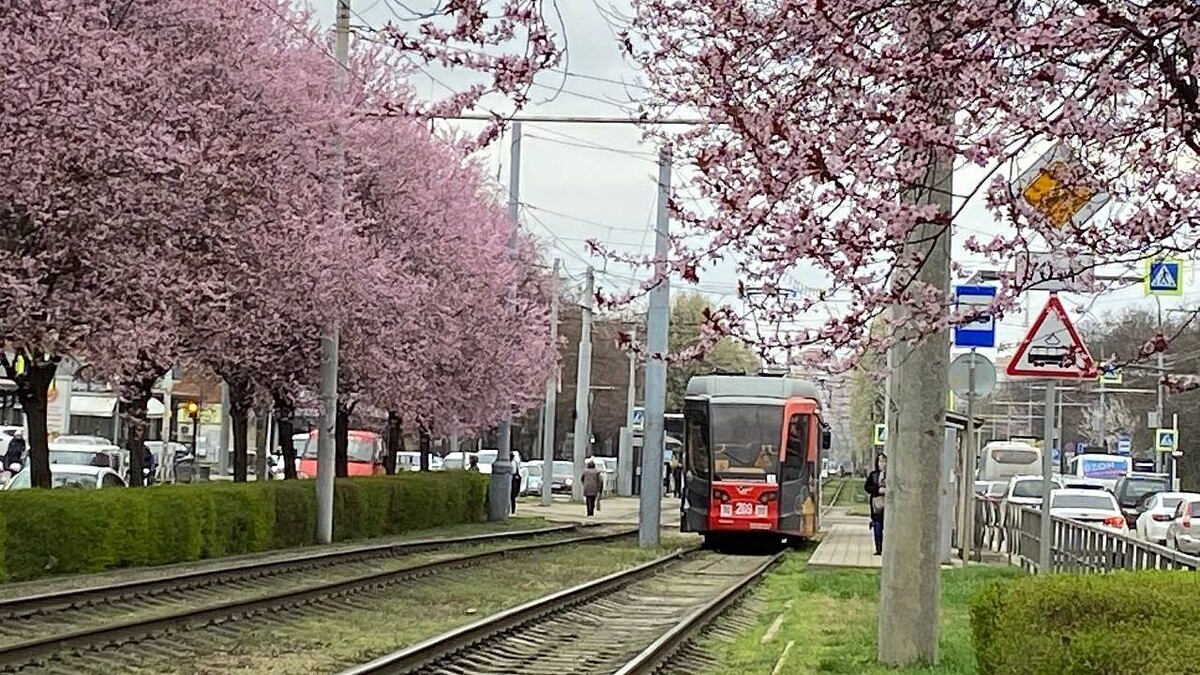    Фото: телеканал "Краснодар"