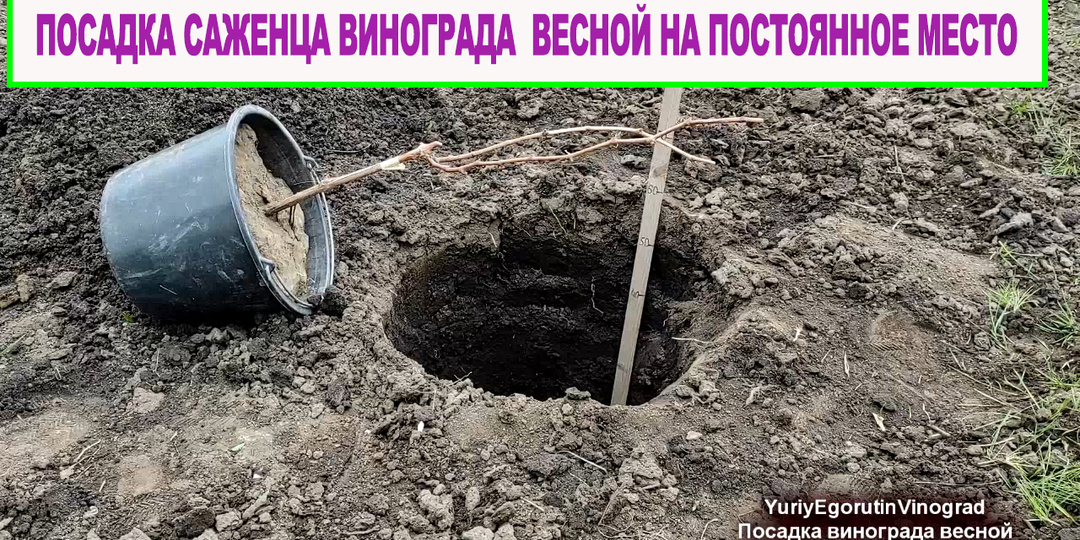 Посадка саженца винограда весной с закрытой корневой системой для укрывной зоны виноградарства.