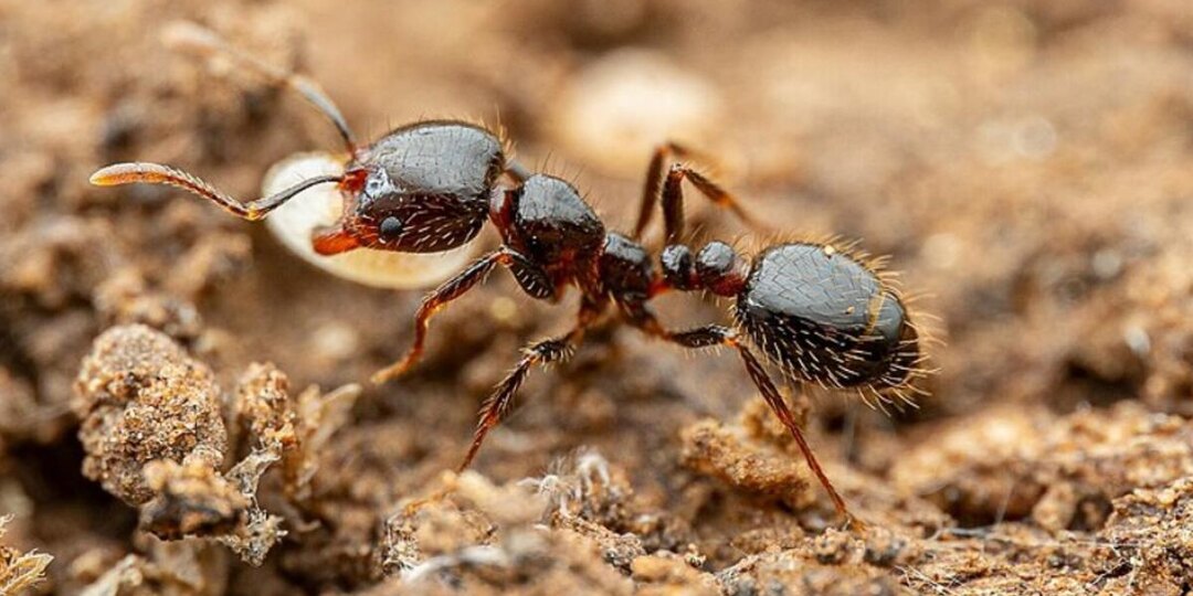 Гвоздика вместо яда: муравьи бегут, как вампиры от чеснока