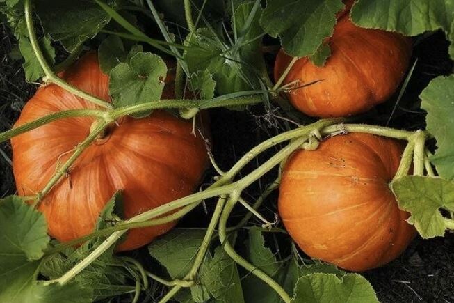 Лучший способ вырастить тыкву: пошаговая инструкция для большого урожая