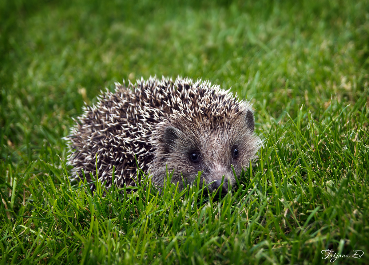 Яндекс картинки.