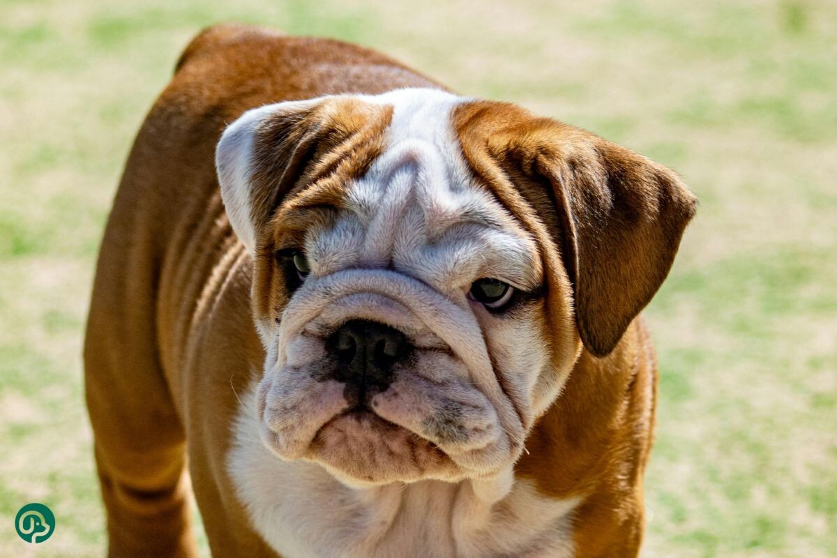 Английский бульдог