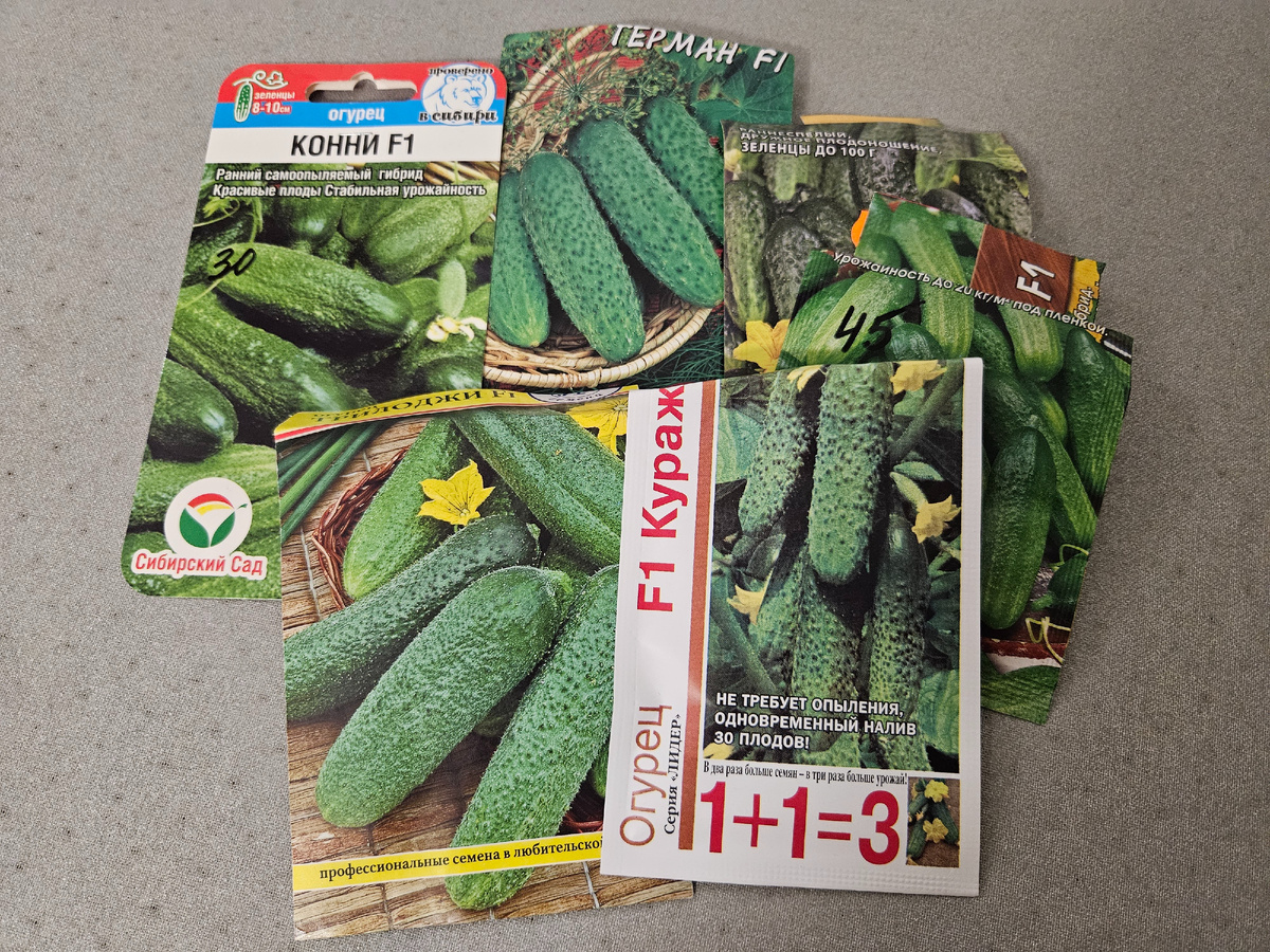 Сорта огурцов к посеву