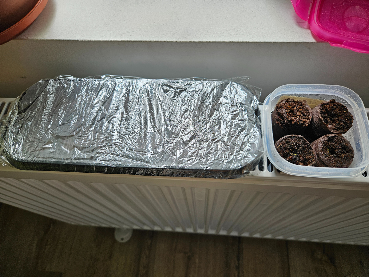 Вот так выглядели посевы огурцов в таблетках