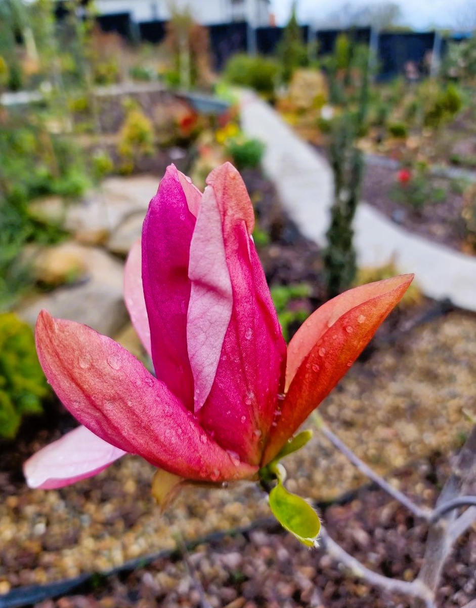 Магнолия 'Daybreak' (M. brooklynensis 'Woodsman' x M. 'Tina Durio') в моем саду. Анапа.