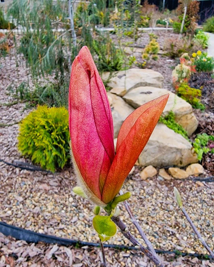 Бутоны имеют оранжеватый оттенок, который мне лично очень нравится.