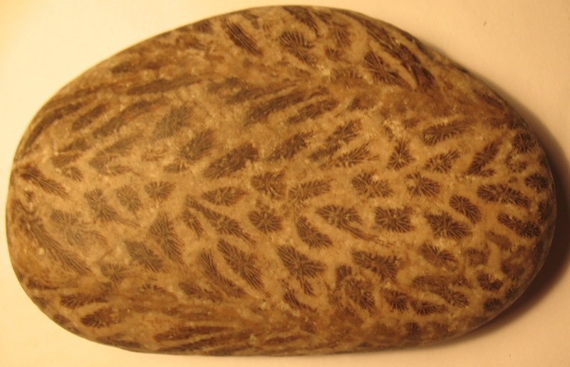 Камень с множеством доисторических существ, найденный мною когда-то в Крыму. Из личной коллекции.