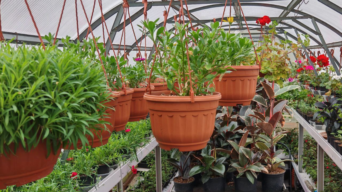 Моя теплица сегодня_17 апреля 2025