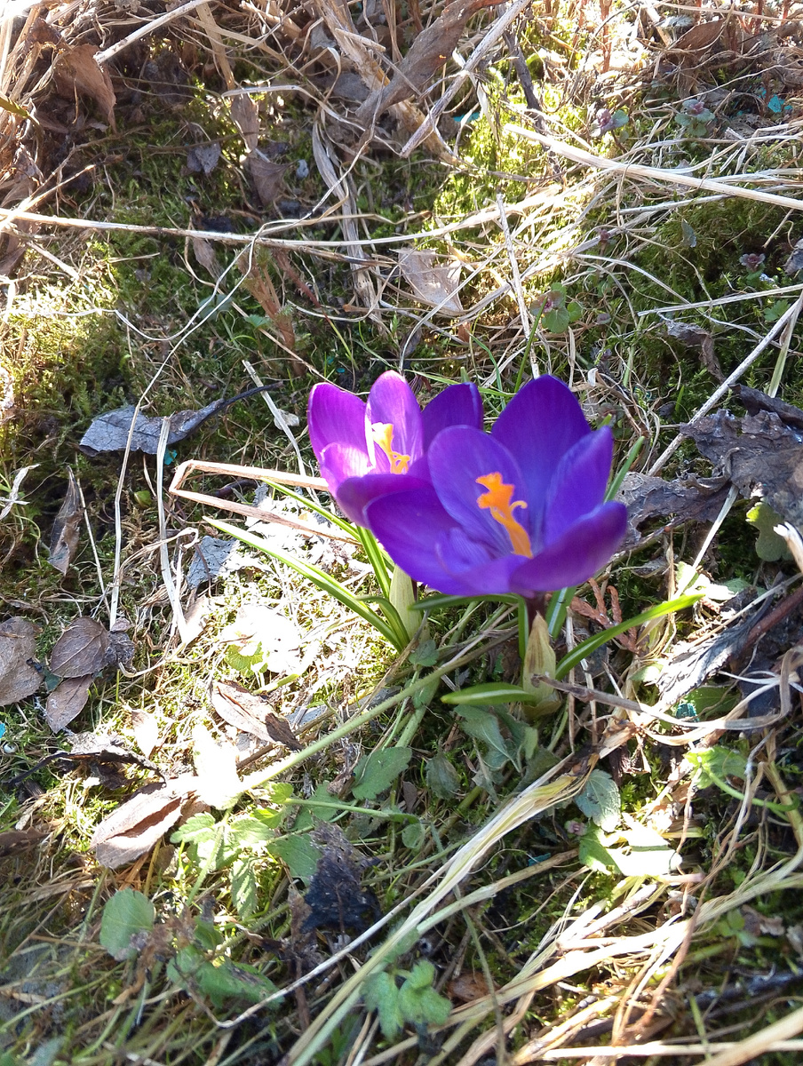 Синие крокусы на 2 ом участке💮