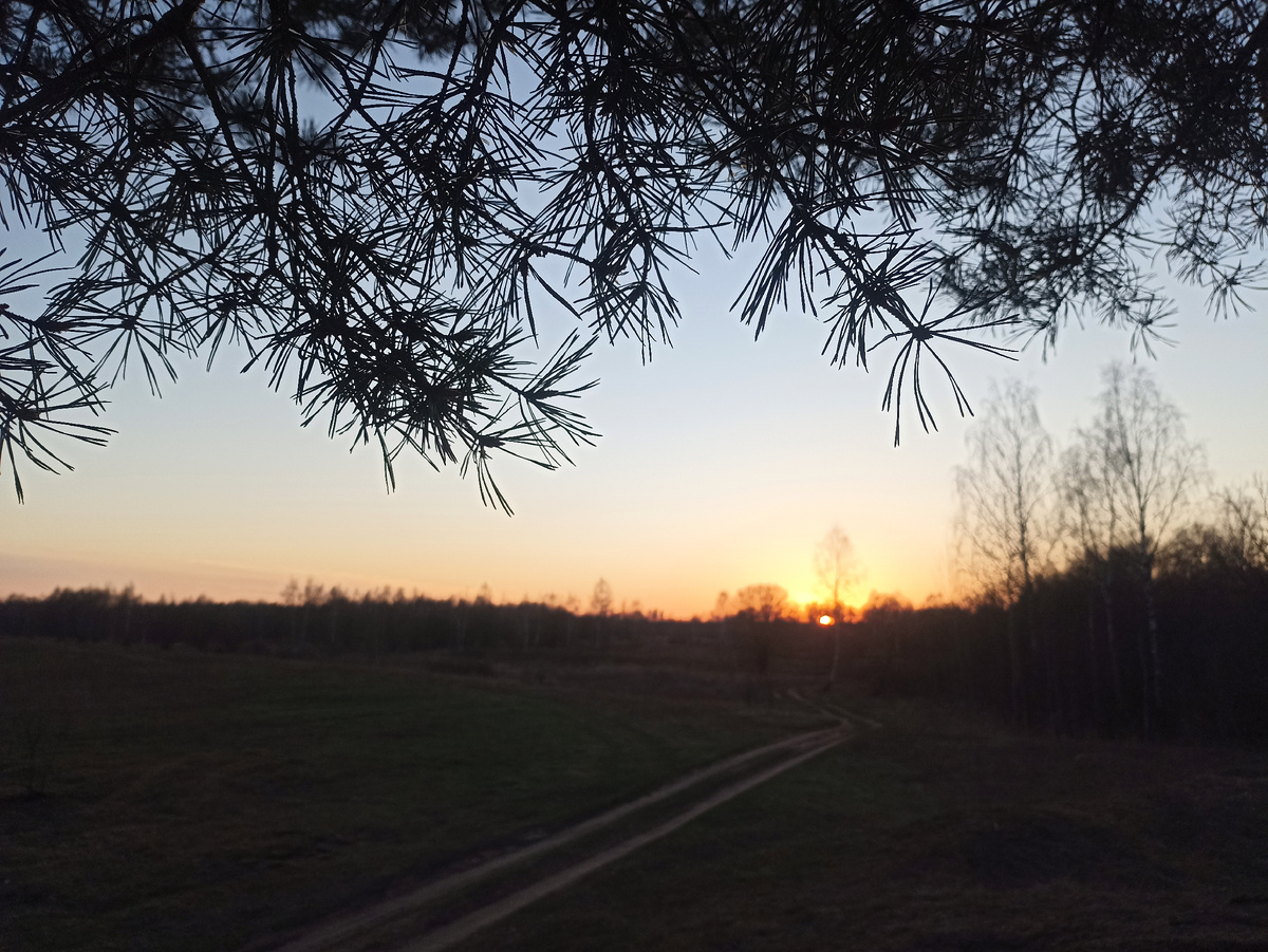 Знакомая сосна и незнакомый закат