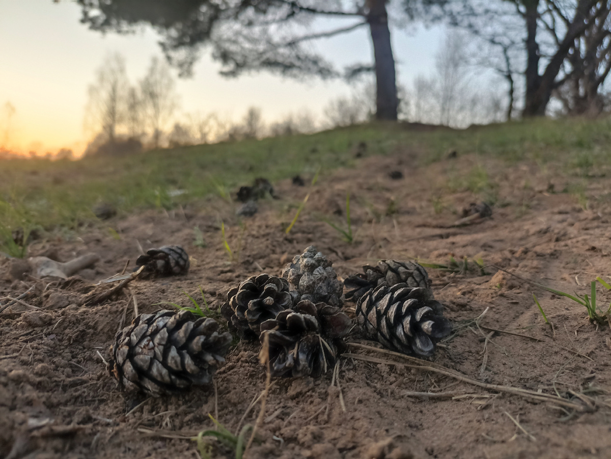 Знакомая сосна и незнакомый закат