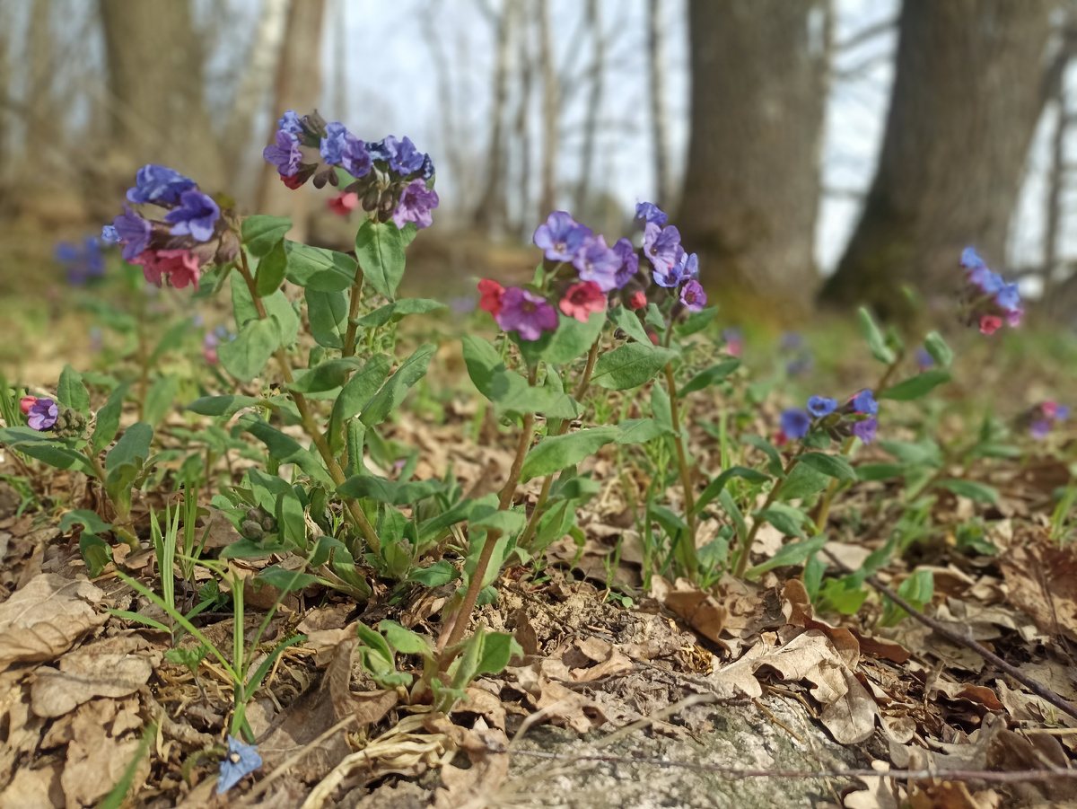 Медуница у дороги. Листайте галерею
