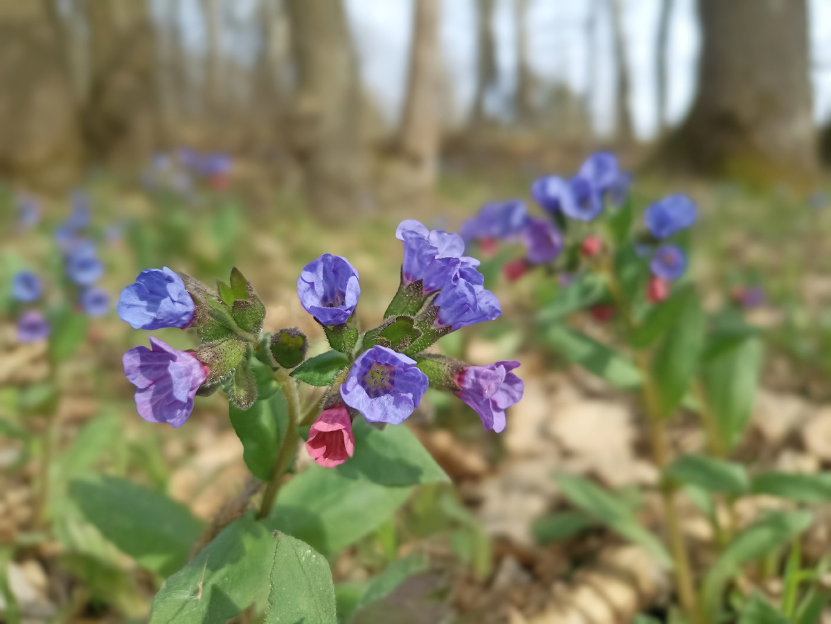 Медуница у дороги