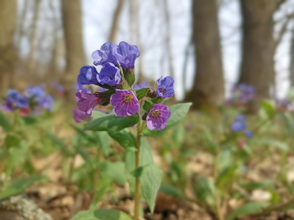 Медуница у дороги