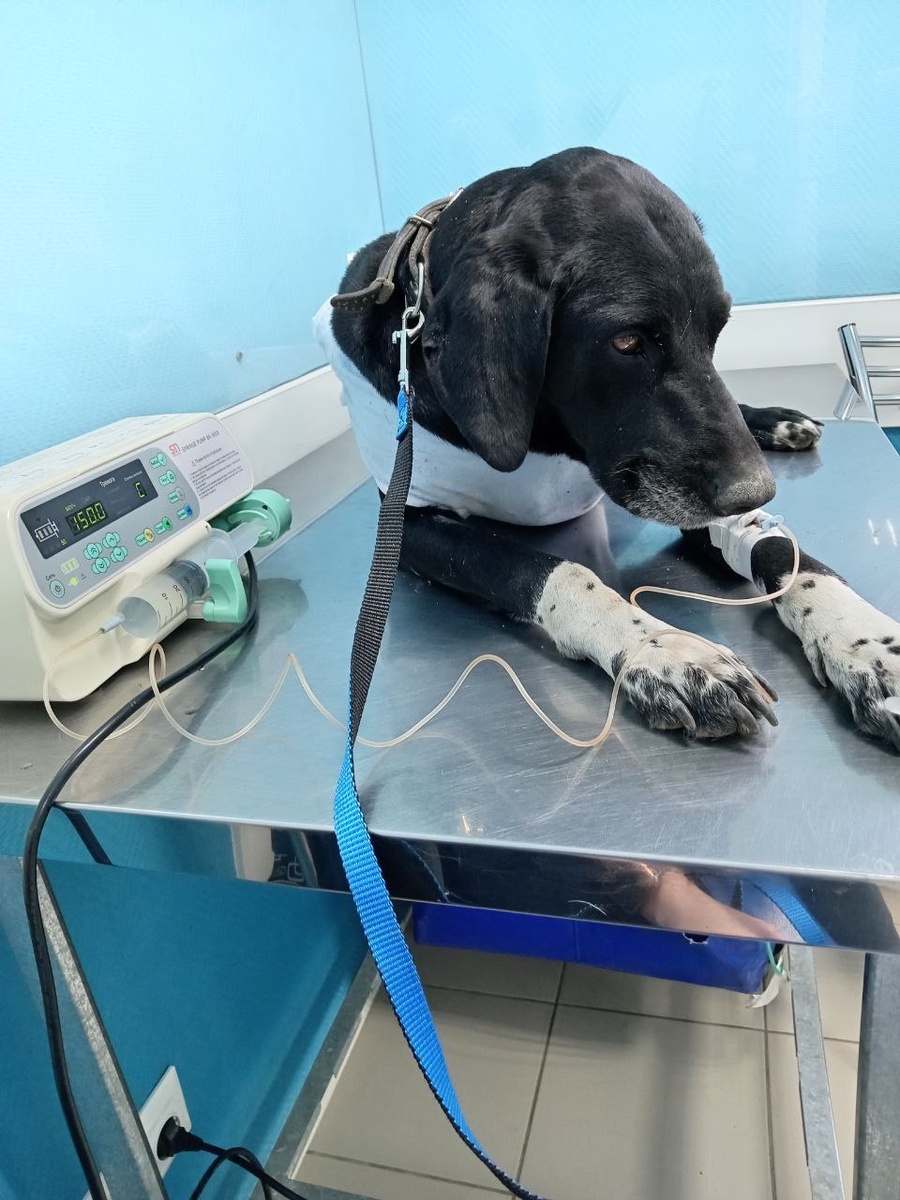 Лаби на второй день после повторной операции