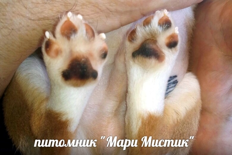 ЧИХУАХУА РОЖДЕННЫЙ В МОЕМ ПИТОМНИКЕ МАРИ МИСТИК