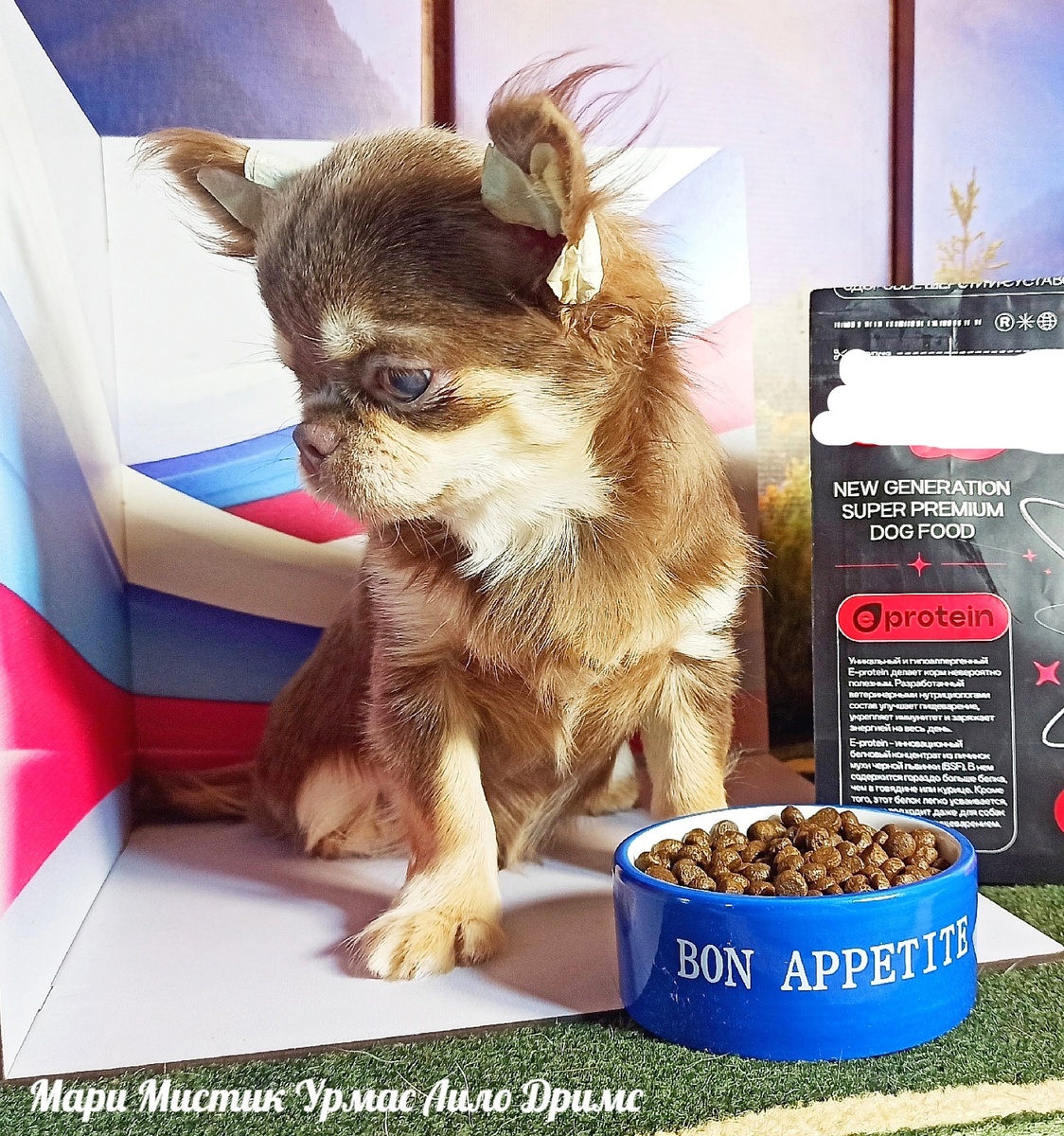 ЧИХУАХУА РОЖДЕННЫЙ В МОЕМ ПИТОМНИКЕ МАРИ МИСТИК