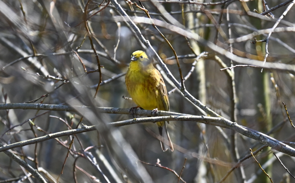 Обыкновенная овсянка, самец. Колпино, 16 апреля 2025, Фото Александра Морозевича