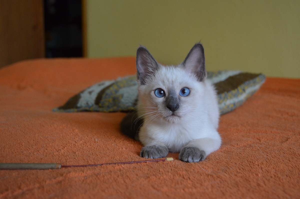 Я самый красивый! Любите меня таким, как я есть