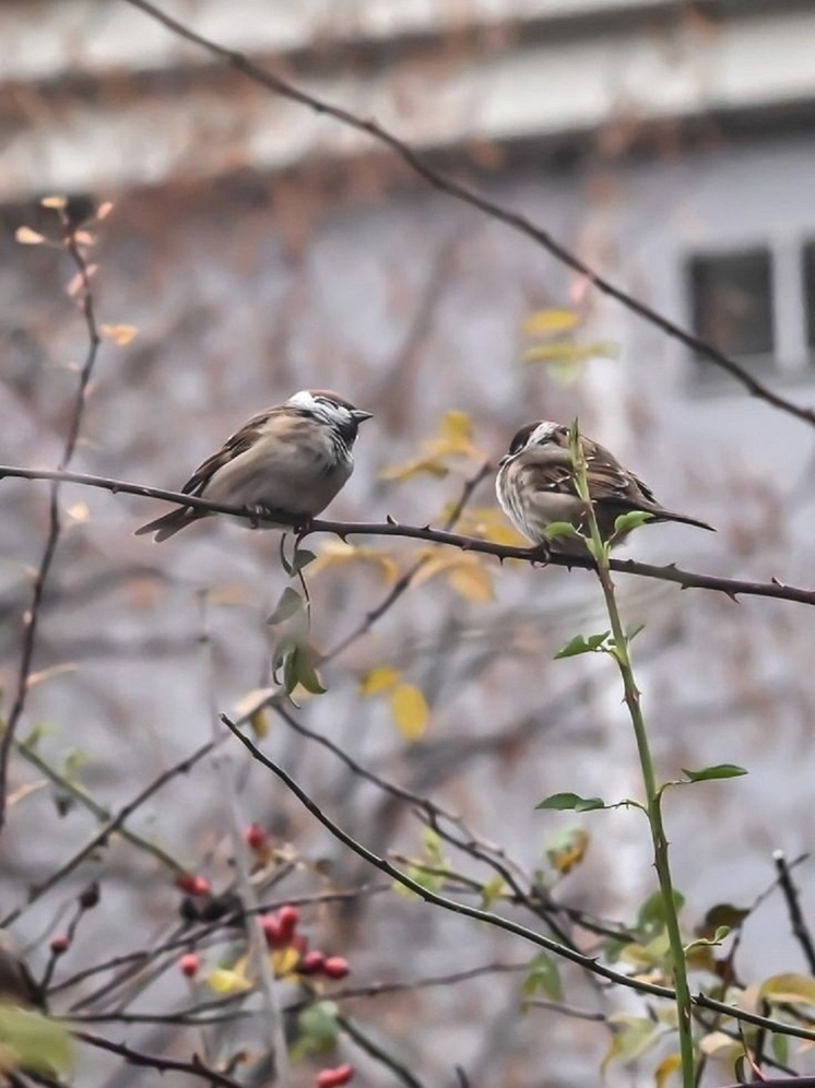     Фото: pinterest.com