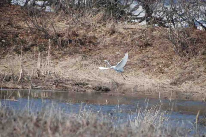 Восточная (южная) цапля в районе с. Пионеры Холмского района.
