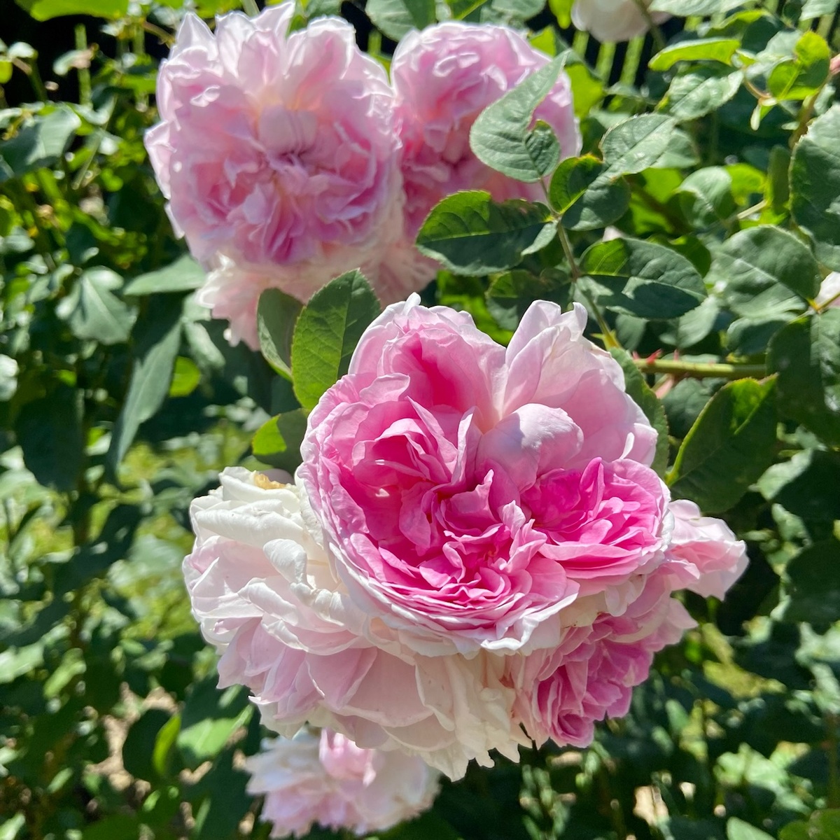 ‘Passion Citroen’ (Пасьон Ситроен)