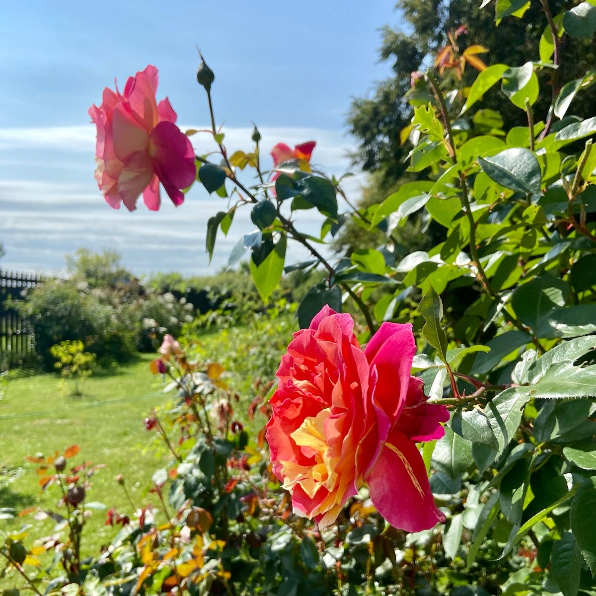 ‘Ottavio Missoni’ (Оттавио Миссони)