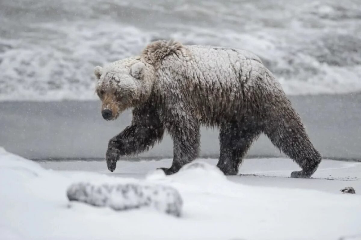    На Камчатке из-за выхода медведей из спячки усилили патрулирование