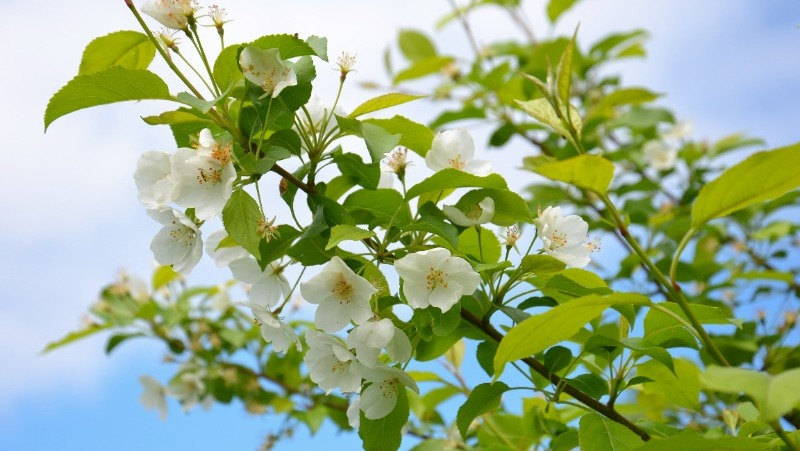 Фото: pxhere.com