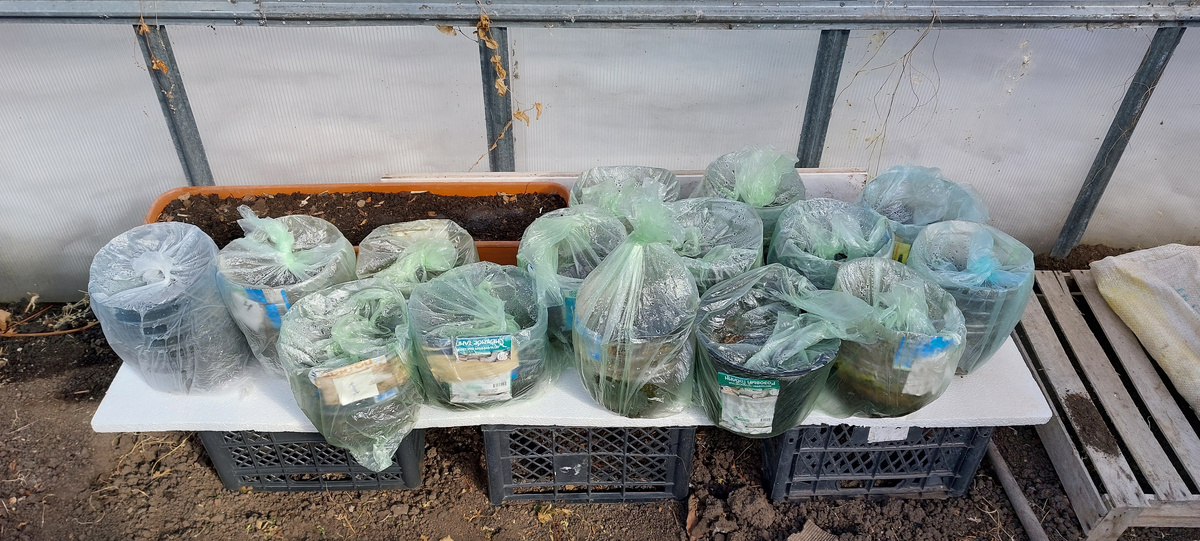  Укрывы эти сняты уже давно, но грунта там нужно было сыпать до верха! Чтобы всходы цветов сразу были на солнце. А вот ящичек с голубыми дельфиниумами просто на солнце