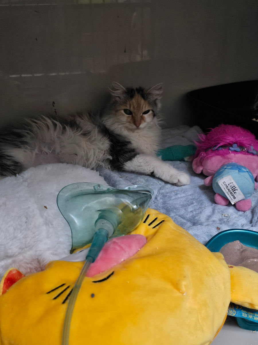 Фото автора. Фасолька.