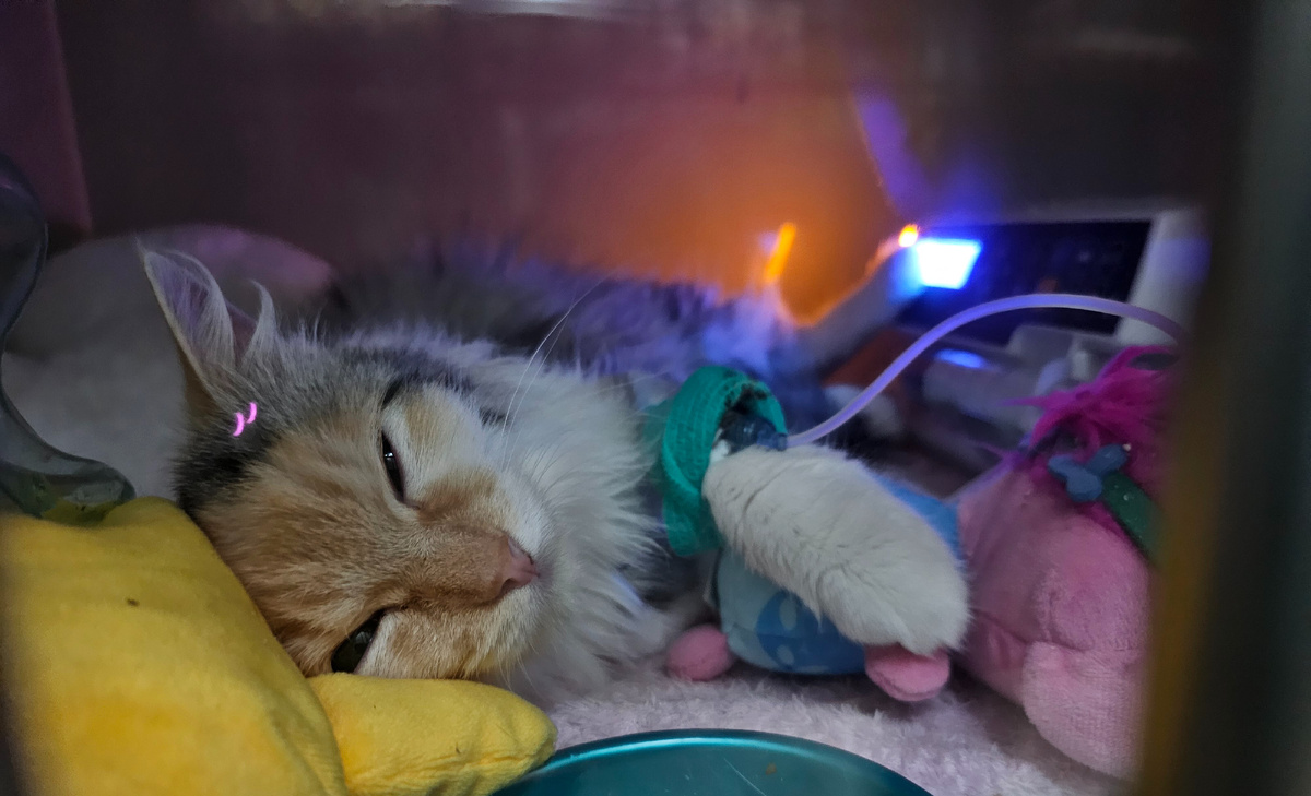 Фото автора. Фасолька.