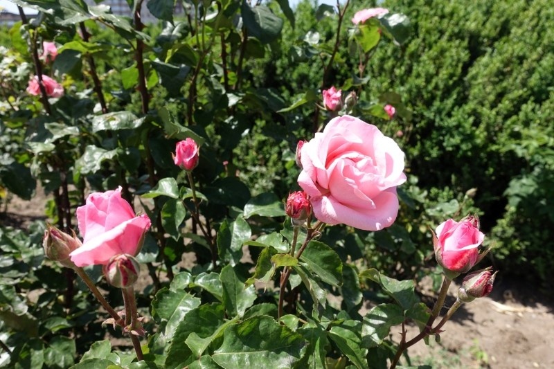 Почему не цветут розы в вашем саду? Личный опыт и простые решения для пышных бутонов