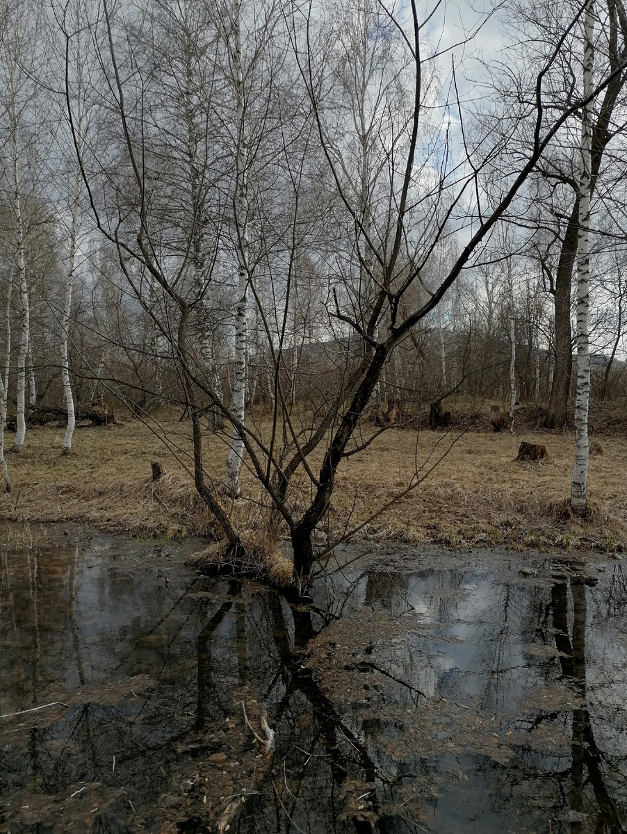 Родник совсем заилился...