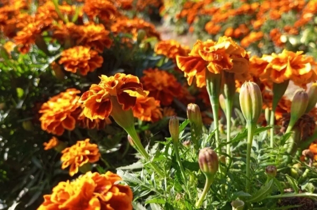    На выходных в Омской области резко потеплеет