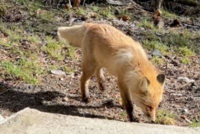     На восточном входе «Красноярских Столбов» сняли испуганную лисицу