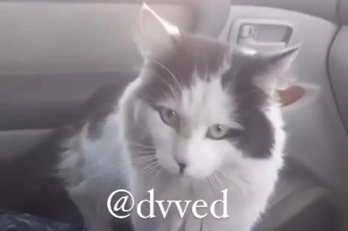    Кот Дизель в Приморье преодолел более 150 км на подвеске автомобиля