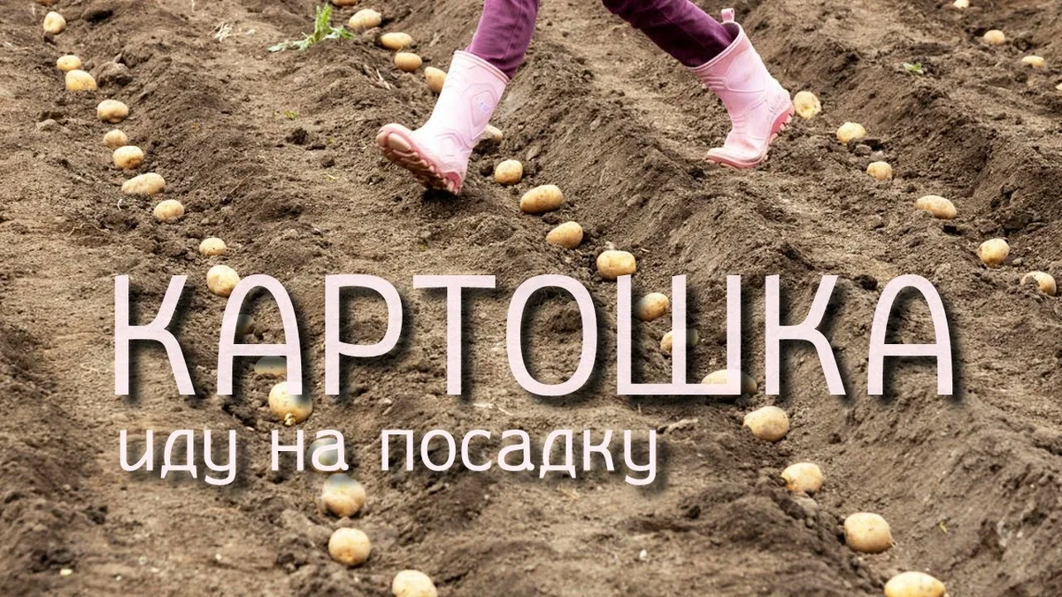 Фото из Яндекса. Спасибо автору. 