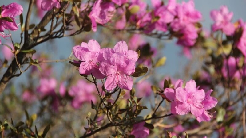     Цветы на Алтае. Евгений Веселовский