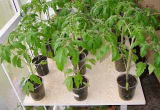 Как выращиваю рассаду помидоров