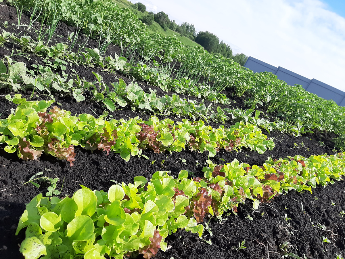 Огород начало