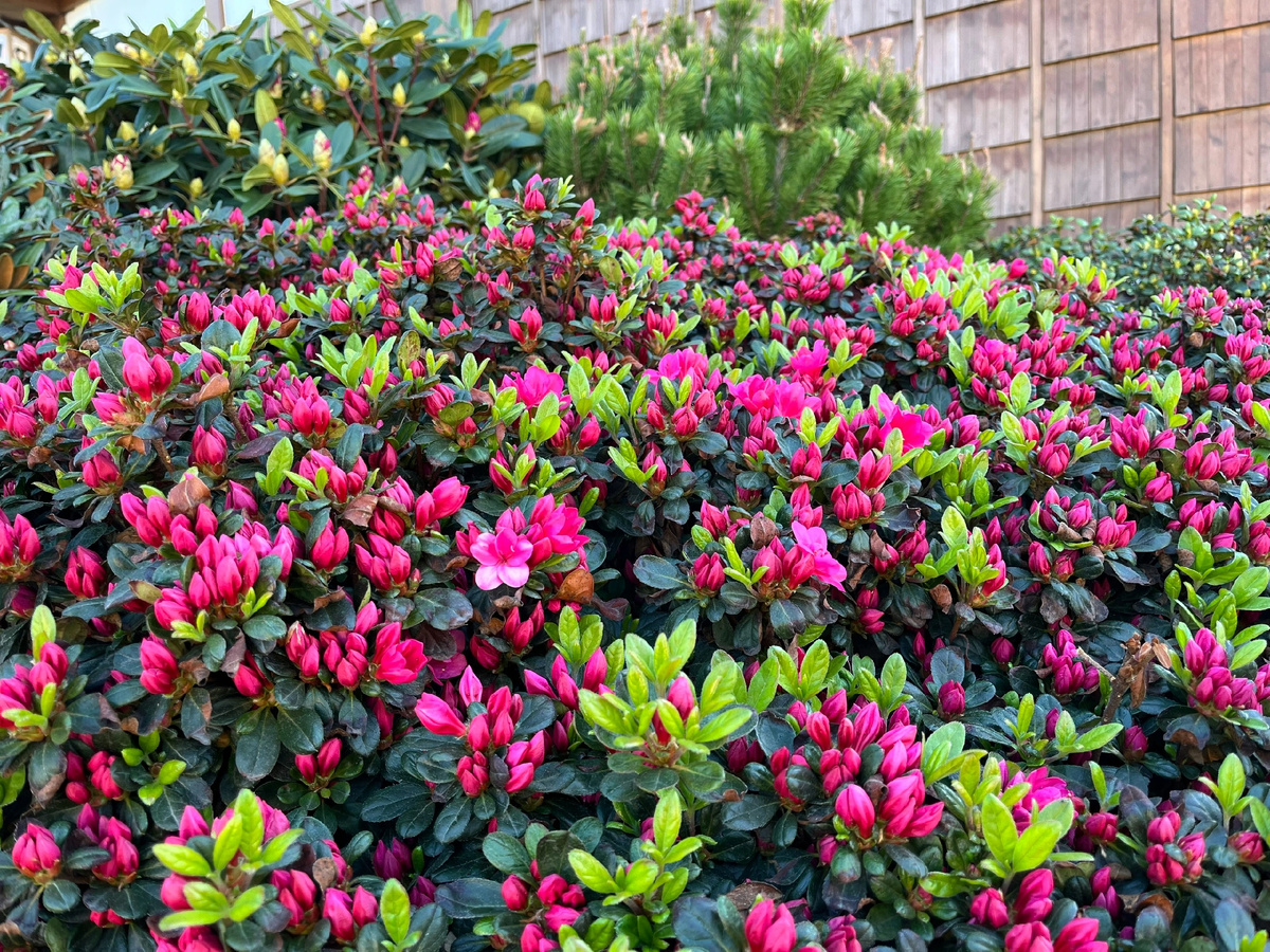 Также известный как: Азалия индийская, Рододендрон Симса  