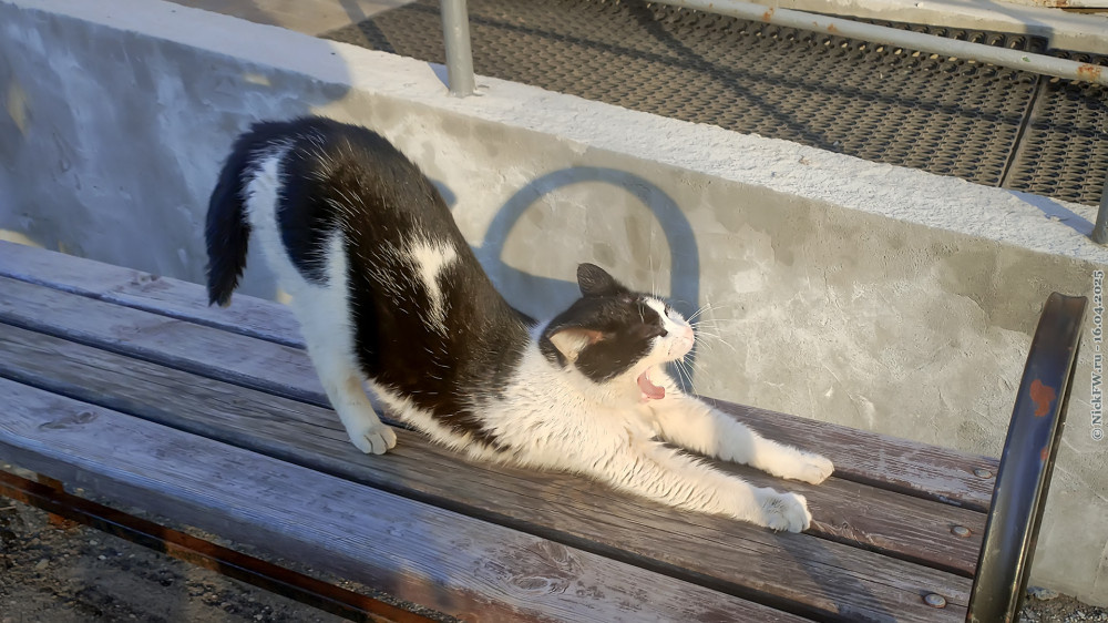 Котя... © NickFW.ru — 16.04.2025г.