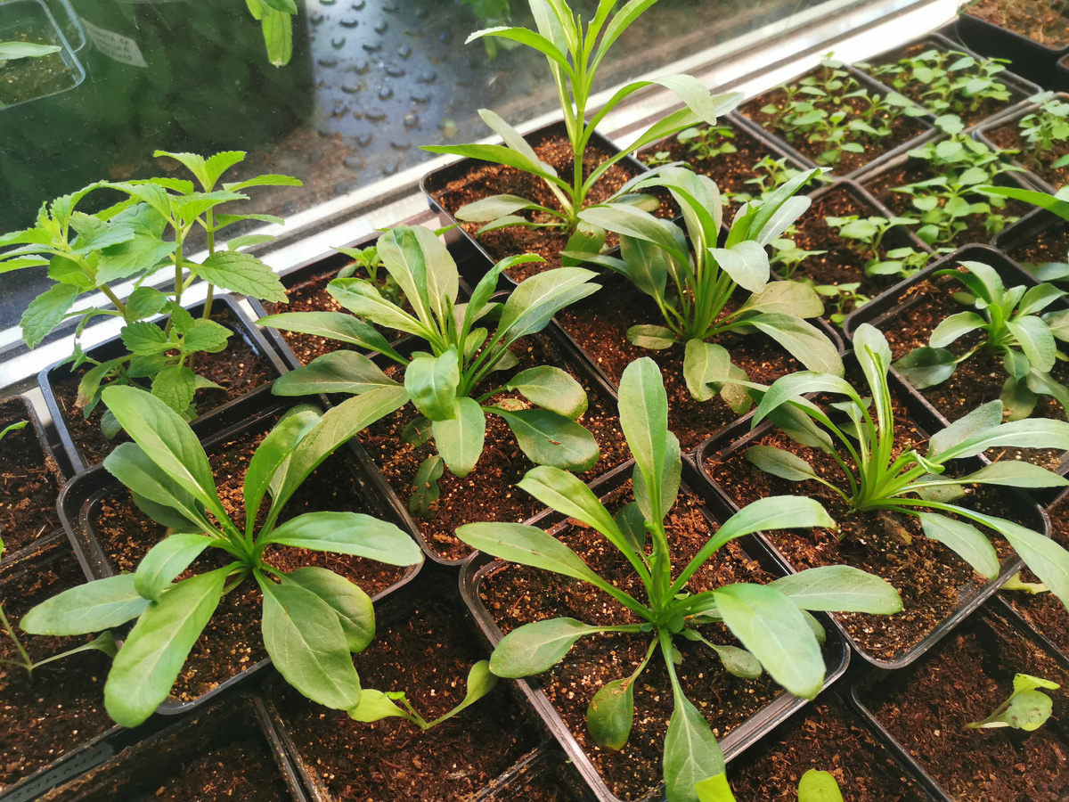 Физостегия 