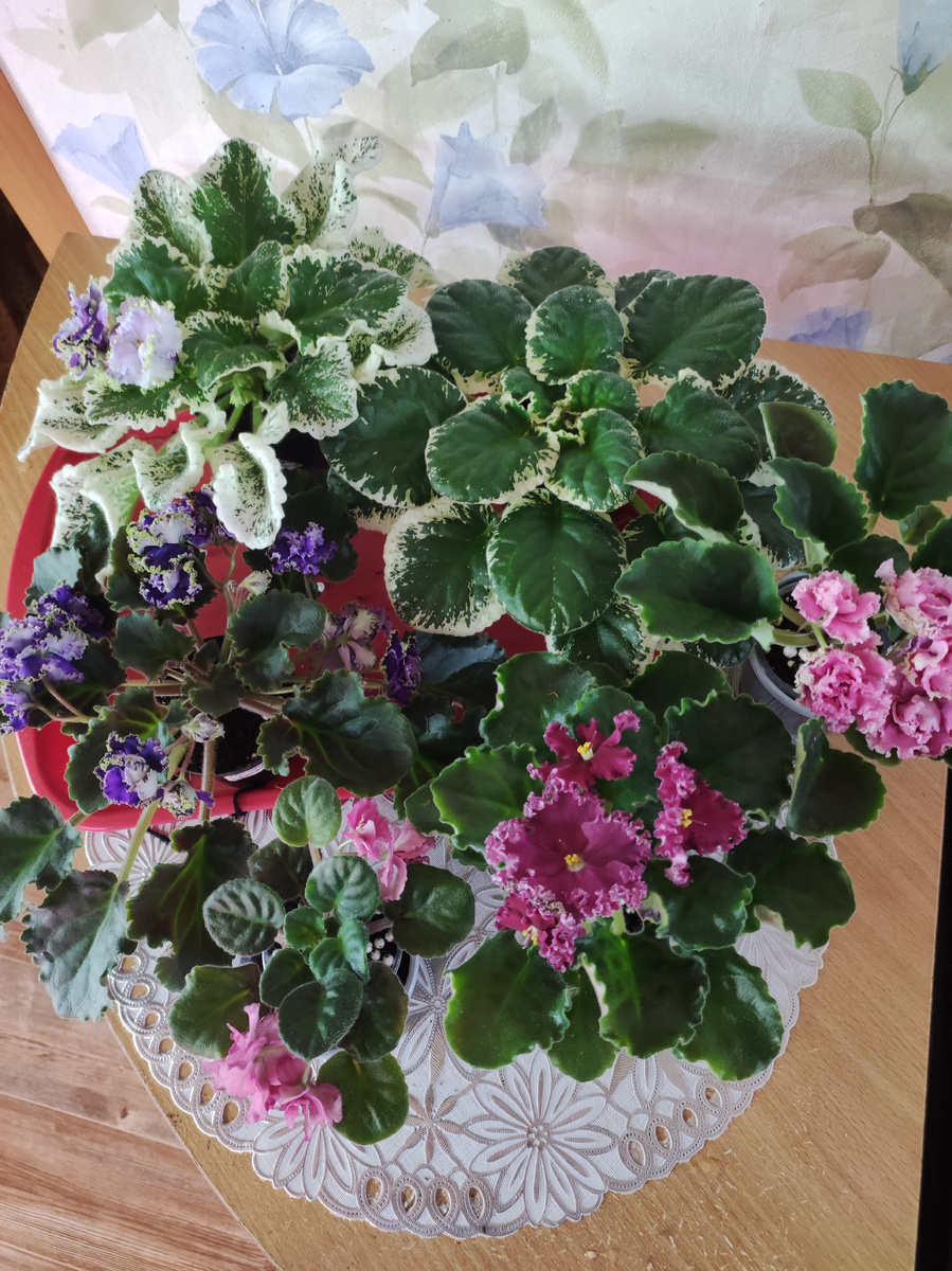 Небольшой набор из фиалок.