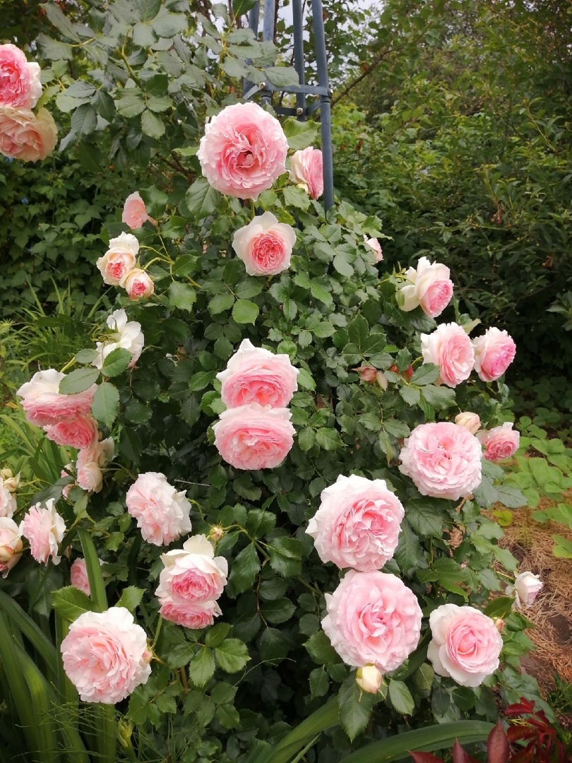 Пример розы-клаймбера: Pierre de Ronsard