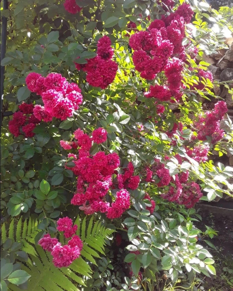 Пример розы-рамблера: Excelsa