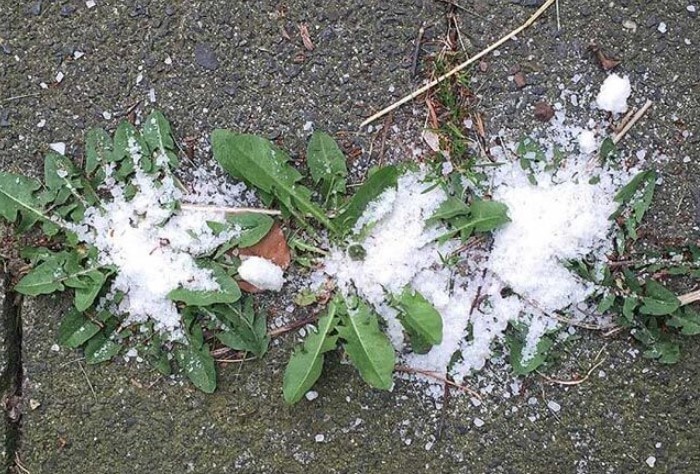 Как избавиться от травы на участке навсегда